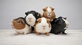 Small group of cute guinea pigs in studio. AI generated