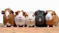 Small group of cute guinea pigs in studio. AI generated