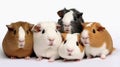 Small group of cute guinea pigs in studio. AI generated