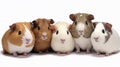 Small group of cute guinea pigs in studio. AI generated