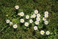 Small group of daises amongst grass on lawn Royalty Free Stock Photo