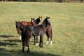 a Small group of different breed horses stand on a fenced-in run