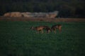 A small group of doe in the meadow Royalty Free Stock Photo