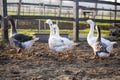 Small group of ducks and geese run across poulty farm Royalty Free Stock Photo