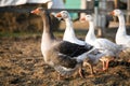 Small group of ducks and geese run across poulty farm Royalty Free Stock Photo