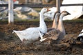 Small group of ducks and geese run across poulty farm Royalty Free Stock Photo