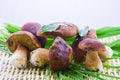 Small group edible mushroom on the wattled surface