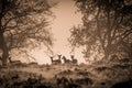 Small group of fallow deer on the top of a hill Royalty Free Stock Photo