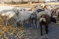 small group of fat tail sheep on the street at Central Asia at sunny autumn day