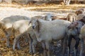 small group of fat tail sheep on the street at Central Asia at sunny autumn day