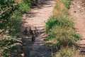 A small group of a few partridges runs right along a sandy path among green vegetation and dry grass. The bird`s Royalty Free Stock Photo