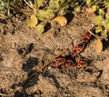 A small group of firebugs on a rocky dry ground Royalty Free Stock Photo