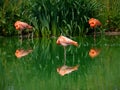 Small group of flamingos resting in the water. ZSL Whipsnade Zoo, Bedfordshire, England.