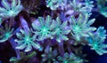 Small Group of Green Clove Polyp Corals Royalty Free Stock Photo