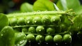 A small group green peas on a green background