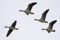 Small Group of Greylag geese in flight in white sky in early spring Royalty Free Stock Photo