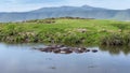 A small group of hippos splash in the lake of Ngorongoro National Park. A huge crater in Tanzania on the edge of the Serengeti sav