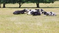 Small group of Holstein Friesian cattle Royalty Free Stock Photo