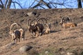 Small group of Ibex enjoying a leisurely afternoon in the sun