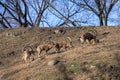 Small group of Ibex enjoying a leisurely afternoon in the sun
