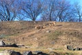 Small group of Ibex enjoying a leisurely afternoon in the sun