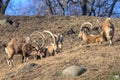 Small group of Ibex enjoying a leisurely afternoon in the sun