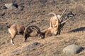 Small group of Ibex enjoying a leisurely afternoon in the sun