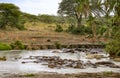 Impala on the river bank filled with hippos Royalty Free Stock Photo