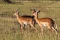 Small group of impalas in Serengeti. Tanzania, Africa