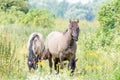 A small group of Konik Horses grazing the grass in a meadow landscape in the Ooijpolder in Gelderland, the Netherlands, Europe Royalty Free Stock Photo