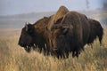 Large,brown bison standing on a grassy hill at Mormon Row in Grand Teton National Park, wyoming. Royalty Free Stock Photo