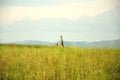 A small group of lonely menhirs stand in the steppe in thickets of tall grass, shots with a blurred foreground