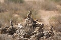 Meerkat in Kgalagari transfrontier park, South Africa