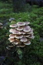 A small group of mushrooms gray plate Hypholoma capnoides, false honey fungus on a stump overgrown with green moss in