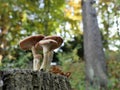 0519_small group of mushrooms on a tree stump against a colorful background Royalty Free Stock Photo