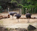 Three Ostriches Hanging Out Royalty Free Stock Photo