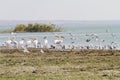 Water birds from Turkey