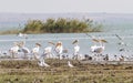 Water birds from Turkey Royalty Free Stock Photo