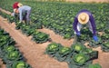 Group of gardeners picking harvest of fresh cabbage