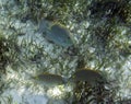 Small group of Perciformes fish