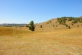 A small group of pine trees growing on the slope of a high hill in the autumn steppe Royalty Free Stock Photo