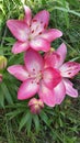 Small group pink & white Lillies Royalty Free Stock Photo
