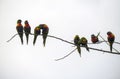 A small group of Rainbow Lorikeet (Trichoglossus moluccanus)