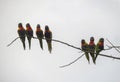 A small group of Rainbow Lorikeet (Trichoglossus moluccanus)