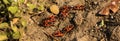 A small group of firebugs on a rocky dry ground Royalty Free Stock Photo