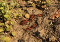 A small group of firebugs on a rocky dry ground Royalty Free Stock Photo