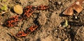 A small group of firebugs on a rocky dry ground Royalty Free Stock Photo