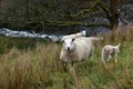 Sheep on steep hillside above beck