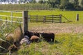 Sheep looking for shade