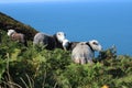 Small group of sheep stands on top of a hill